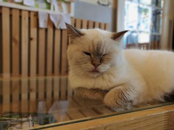 Cat relaxing on table