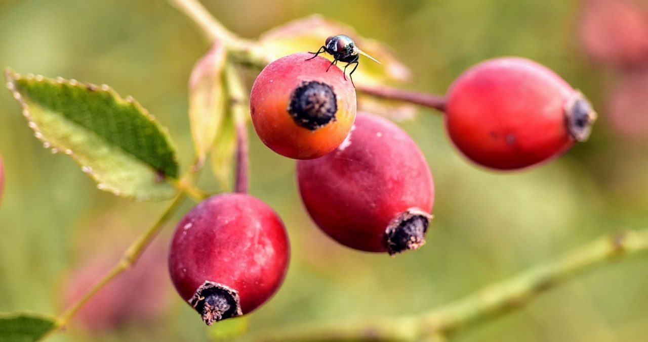 CLOSE-UP OF FRUITS ON BRANCH