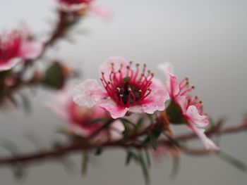 Close-up of pink flowers