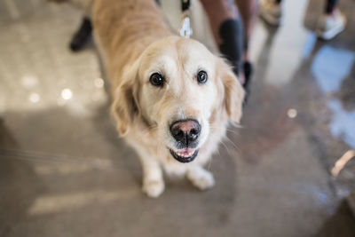 High angle view portrait of dog sticking out tongue