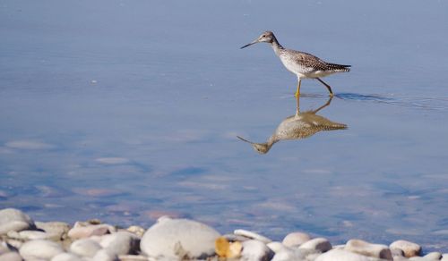 Seagulls on beach