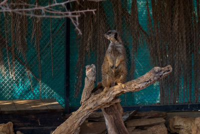 View of an animal sitting on tree at zoo