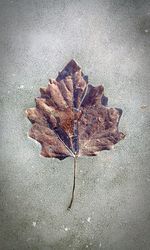 Close-up of dry leaf on ground