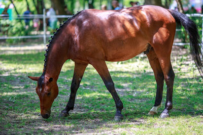 Horse grazing on grass in ranch