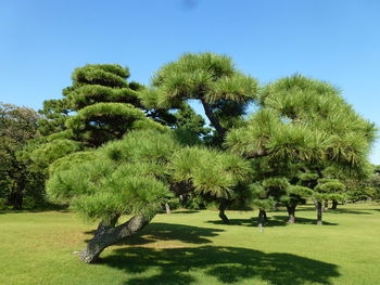 Trees in park against clear blue sky