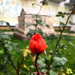 Close up of red flower