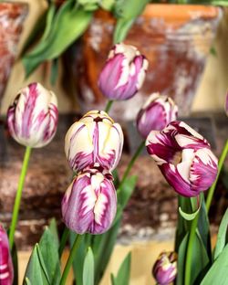 Close-up of pink flowers