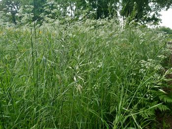 plant