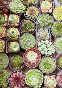 High angle view of vegetables for sale