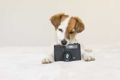 Puppy with camera on bed