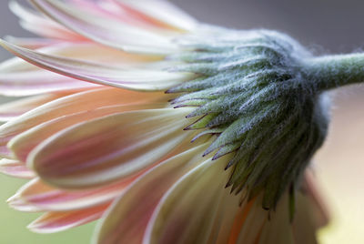 Close-up of flower