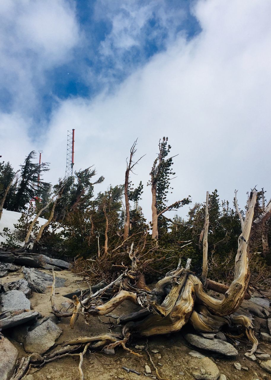 LOW ANGLE VIEW OF LOGS IN FOREST