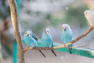 Birds perching on a branch