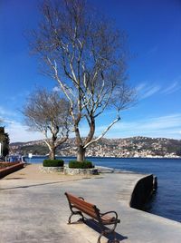 Bare trees against blue sky