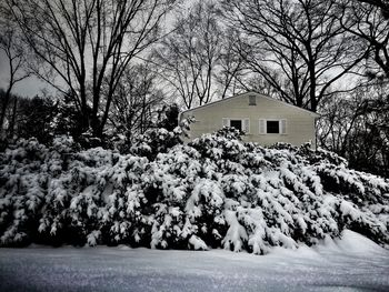 Snow covered trees in winter