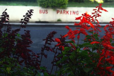 Close-up of red flowering plants in water