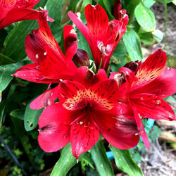 Close-up of red flower