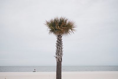 Palm tree by sea against sky