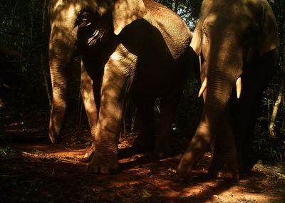 View of elephant in forest