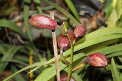 Close-up of plant