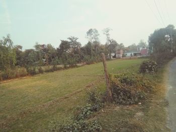 Trees on field against sky