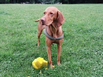 Portrait of dog on field