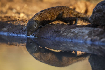 Close-up of turtle