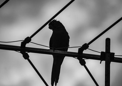 Low angle view of bird perching on cable against sky