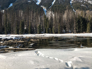 A view of snow covered lillooet lake with driftwoods floating on the surface of the lake.