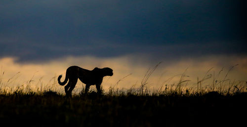 Silhouette horse standing on field against sky at sunset