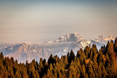 Panoramic view of pine trees on snowcapped mountains against sky