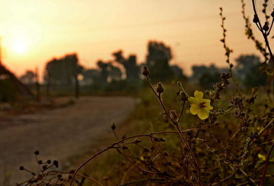 Close-up of yellow flowering plants on field during sunset