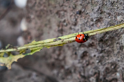 Close-up of ladybug on plant