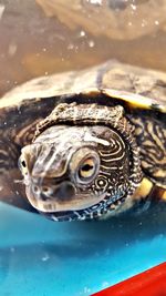 Close-up of turtle swimming in water