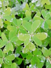 Close-up of wet plant leaves