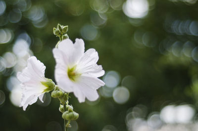 Close-up of white flowering plant