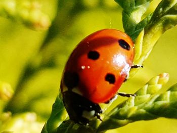 Close-up of ladybug on leaf