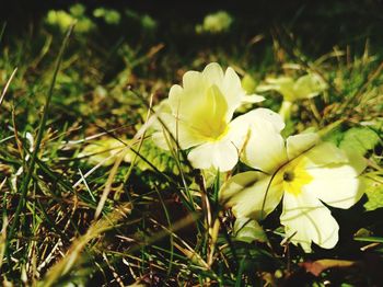 Close-up of yellow flowering plant on field