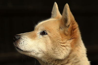 Close-up of a dog looking away