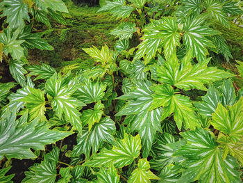 Full frame shot of green plants