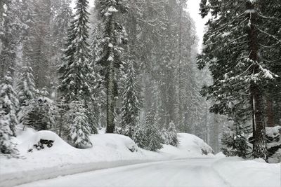 Snow covered trees