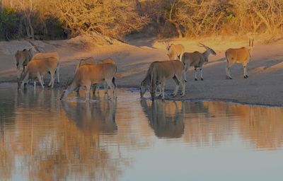 Horses in a lake