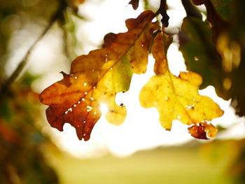 Close-up of autumn tree against sky