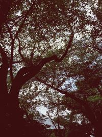 Low angle view of trees
