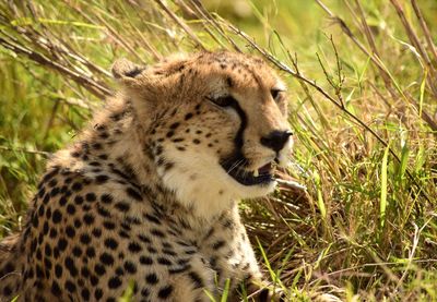Close-up of a cat looking away