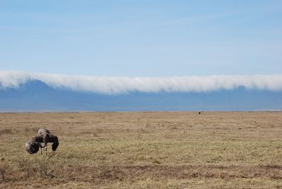 View of horse on field against sky