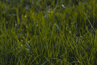 Full frame shot of grass