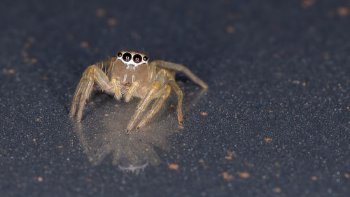 Close-up of spider