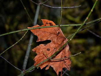Close-up of orange leaf hanging on tree