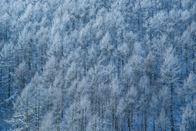 frost